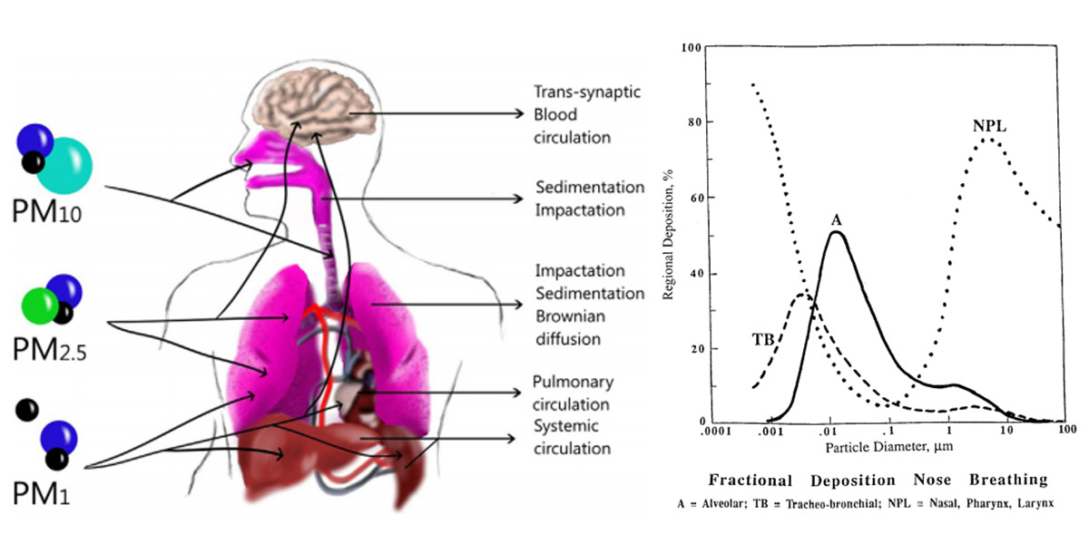 Dimensione e dinamica delle particelle nelle vie respiratorie e in altri organ