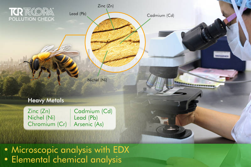 Microscopic Analysis with EDX 